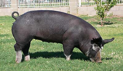 berkshire pig