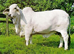 brahman cattle