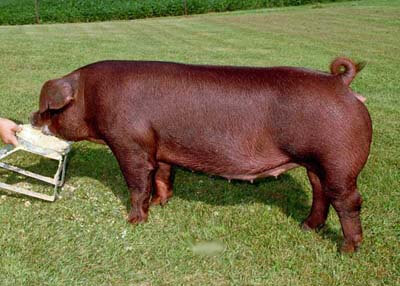 duroc pig