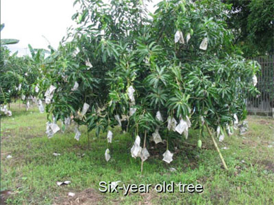 dwarf mango tree