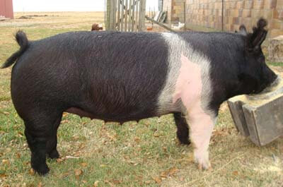 hampshire pig