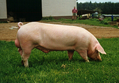 landrace pig