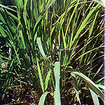 lemon grass