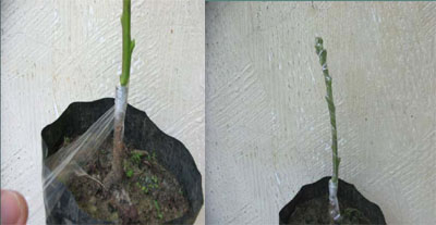 mango bark grafting