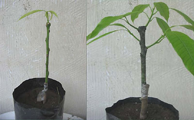 mango bark grafting