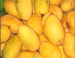 mangoes