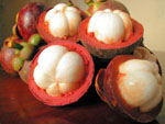 mangosteen farming tips