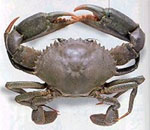 mudcrab scylla serrata