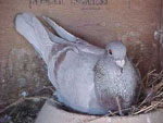 raising pigeons