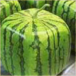 square watermelon