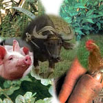 herbal medicines for animals